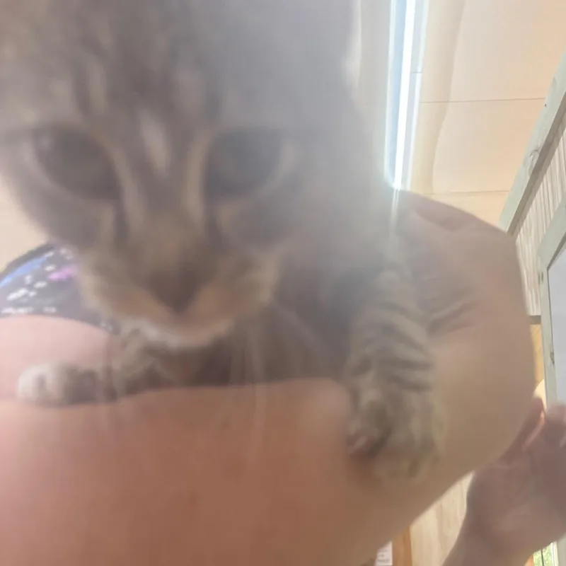 Chicken Biscuit thumbnail 2