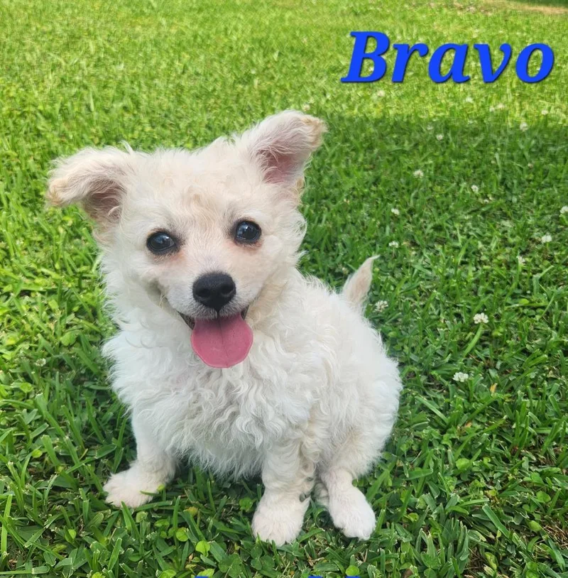 A baby small-sized male Chihuahua dog named Bravo for adoption in New Bern, NC