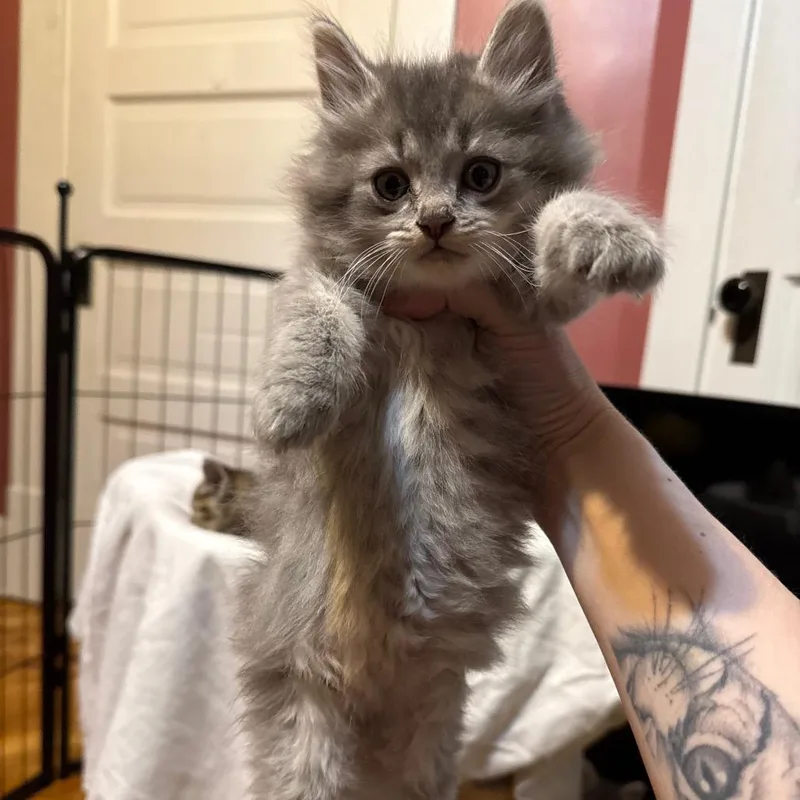 A baby small-sized male Gray / Blue / Silver Domestic Long Hair cat named Sapphire for adoption in Granville, OH