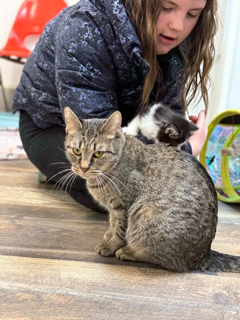 An adult medium-sized female Domestic Short Hair cat named Azazal for adoption in Algona, IA