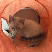 A baby small-sized female Cream / Ivory Domestic Short Hair cat named A Valley for adoption in Pleasant Hill, CA