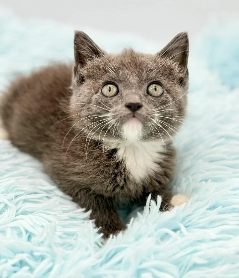A baby medium-sized female Gray / Blue / Silver Russian Blue cat named Rimet for adoption in Covington, LA