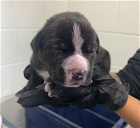 A baby small-sized female Pit Bull Terrier dog named Wolfs Bane for adoption in Corpus Christi, TX