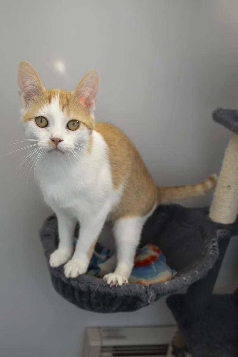 A young medium-sized male Orange & White Domestic Short Hair cat named Handsome Dan for adoption in Richland Center, WI