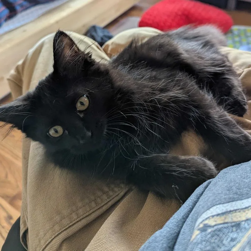 A baby small-sized male Black Domestic Long Hair cat named Jet for adoption in Commerce City, CO