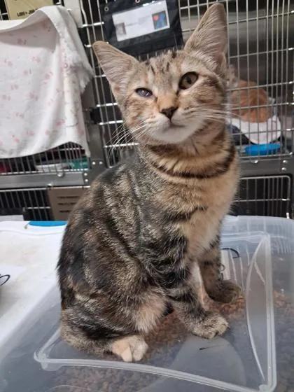 A baby small-sized female Domestic Short Hair cat named Brandi for adoption in Clinton, MO