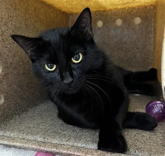 A young medium-sized female Domestic Short Hair cat named Cucumber for adoption in Lincolnton, NC