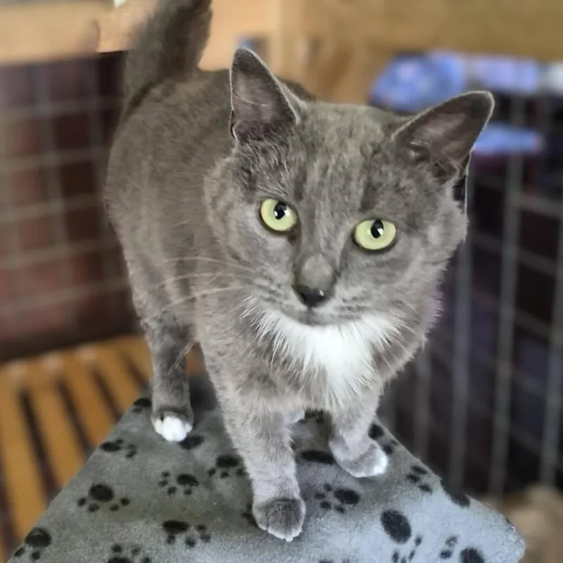 An adult medium-sized female Domestic Short Hair cat named Skye for adoption in Portage, MI