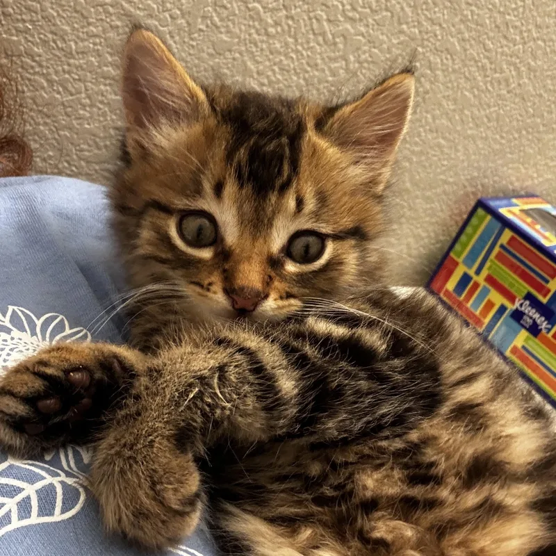 A baby medium-sized male Tabby (Brown / Chocolate) Domestic Short Hair cat named Toast for adoption in Davis, CA