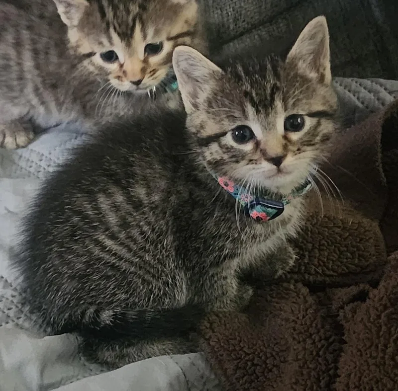 A baby medium-sized female Domestic Medium Hair cat named London for adoption in Tulsa, OK