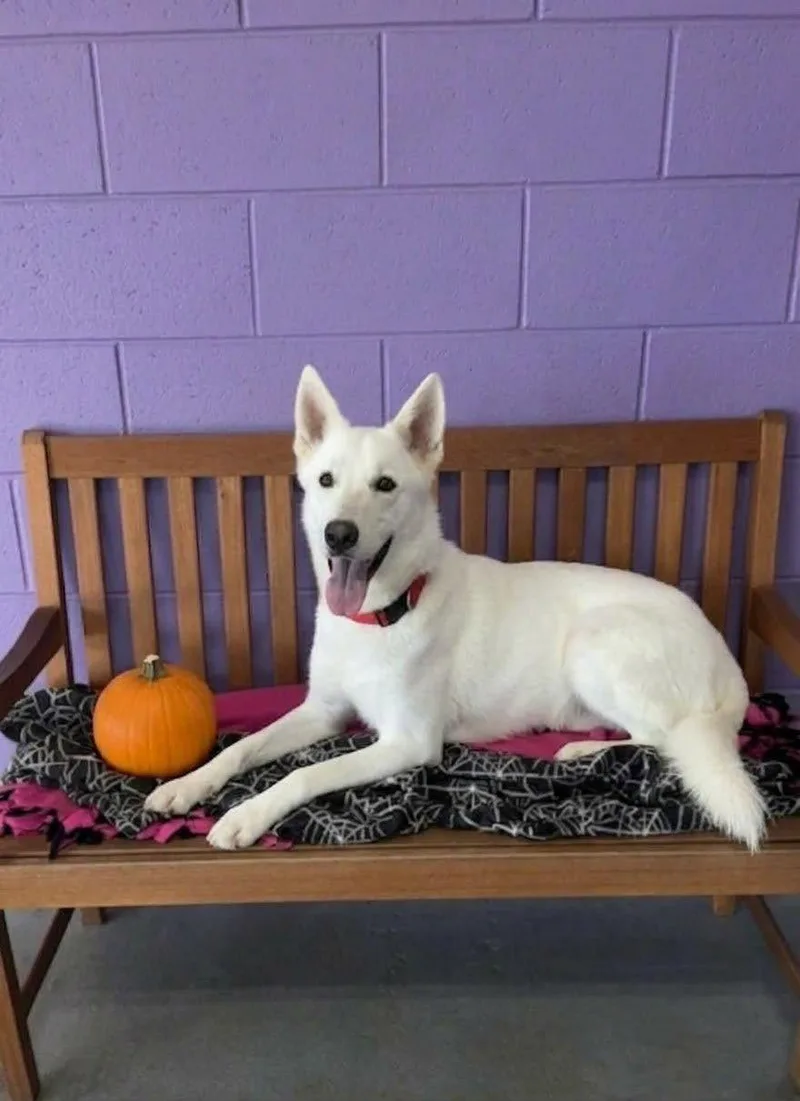 A young large-sized male Husky dog named Baymax for adoption in North Prairie, WI