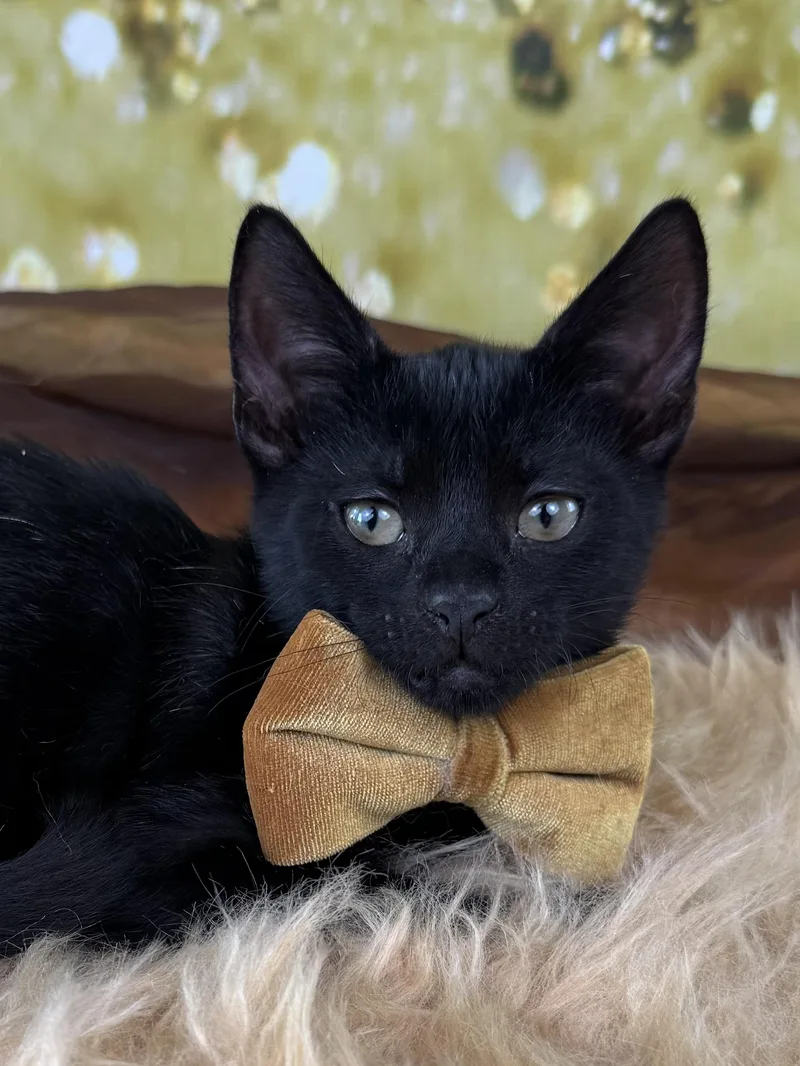 A baby small-sized male Black Bombay cat named Dobby for adoption in Houston, TX