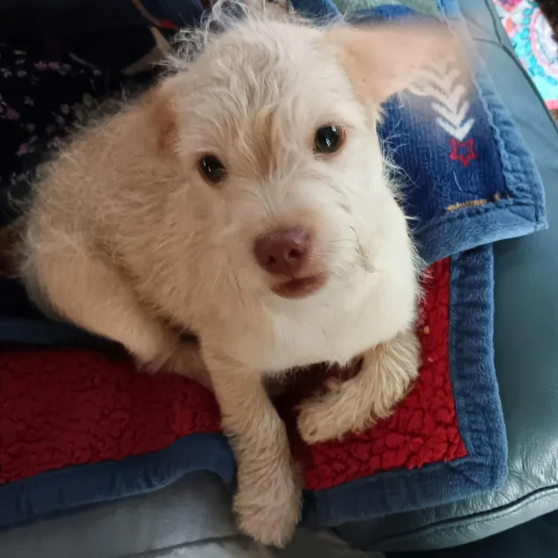 A baby small-sized male Apricot / Beige Miniature Poodle dog named Jack for adoption in Lakeland, FL
