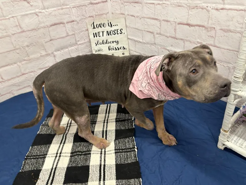 An adult large-sized female Mixed Breed dog named Flambo for adoption in Detroit, MI