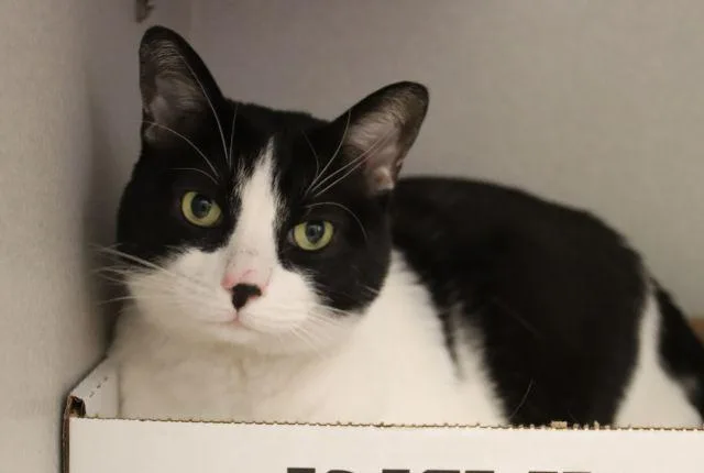 An adult small-sized male Domestic Short Hair cat named Jettison for adoption in Tucson, AZ