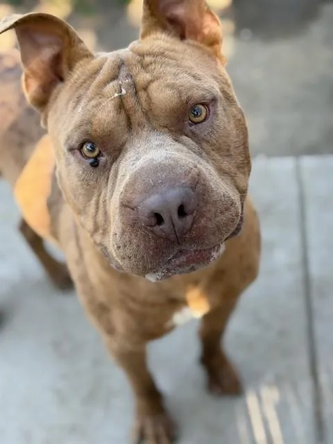 Bubba