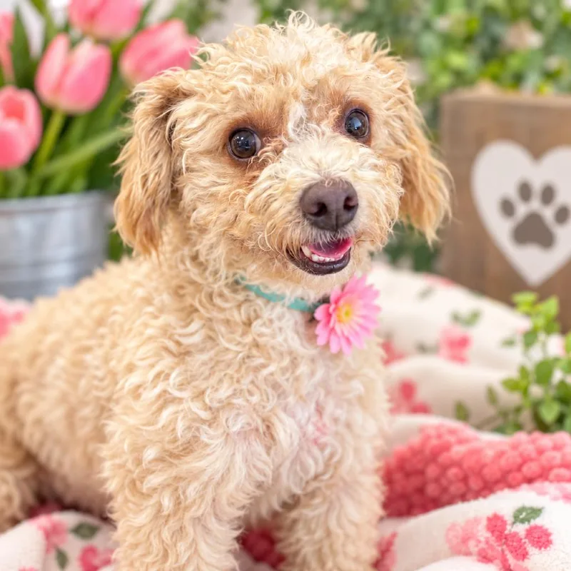 An adult small-sized female Apricot / Beige Standard Poodle dog named Tulip for adoption in Fresno, CA