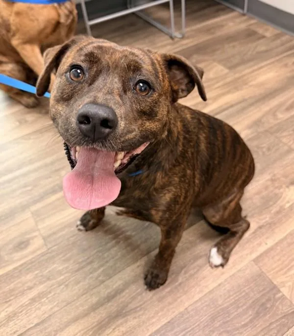 An adult medium-sized female Mastiff dog named Bonbon for adoption in San Diego, CA