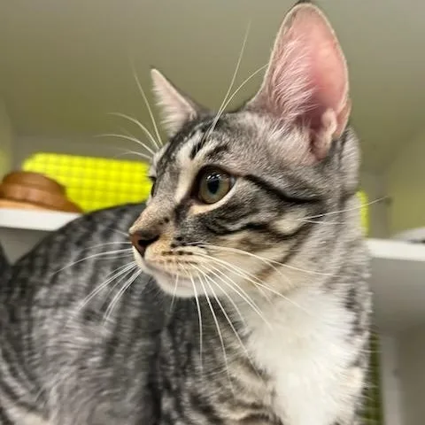 Reggie Indoor Only thumbnail 2