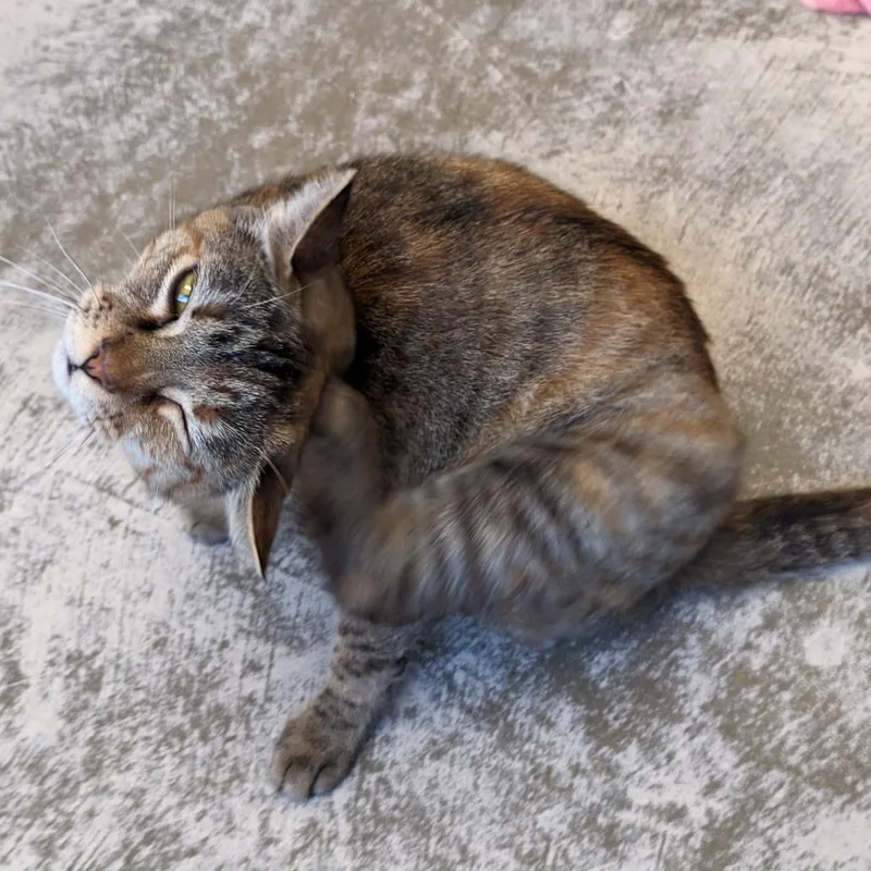 An adult medium-sized female Brown / Chocolate Domestic Short Hair cat named Aria for adoption in Auburn, AL
