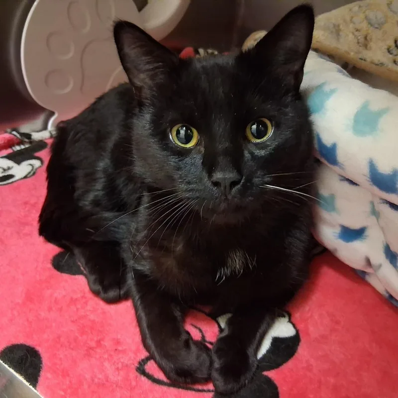 A young large-sized male Black Domestic Short Hair cat named Little Man for adoption in Middlebury, VT
