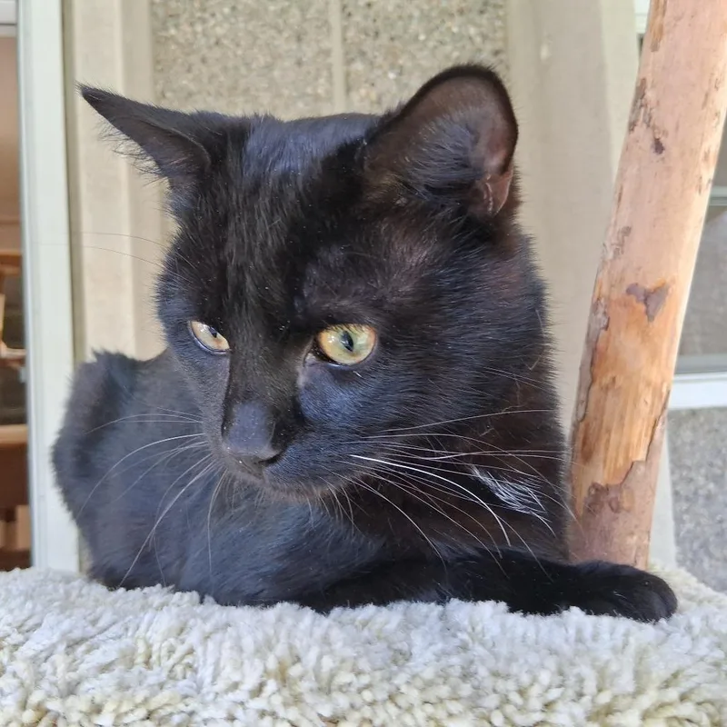 Little Man thumbnail 2