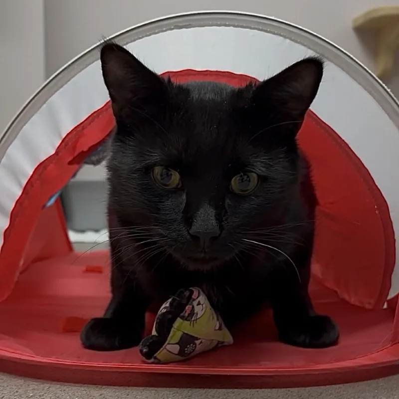 Little Man thumbnail 3