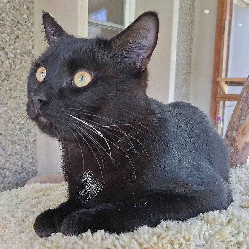 Little Man thumbnail 4