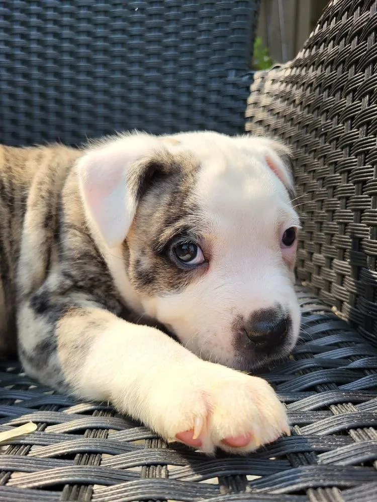 A baby large-sized male Pit Bull Terrier dog named Edgar Allan Poe for adoption in Pottstown, PA