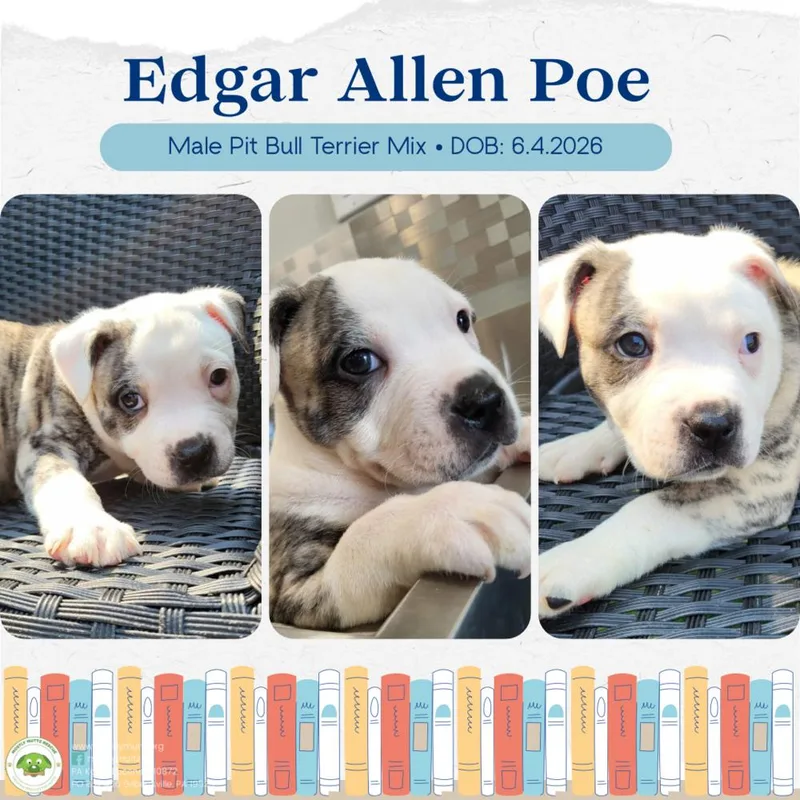 Edgar Allan Poe thumbnail 4