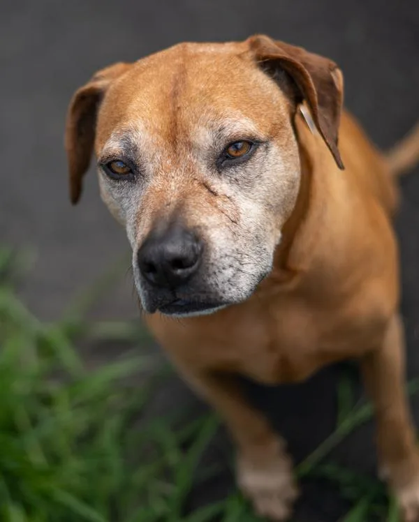 A senior large-sized male Pit Bull Terrier dog named Skittles for adoption in Stratham, NH