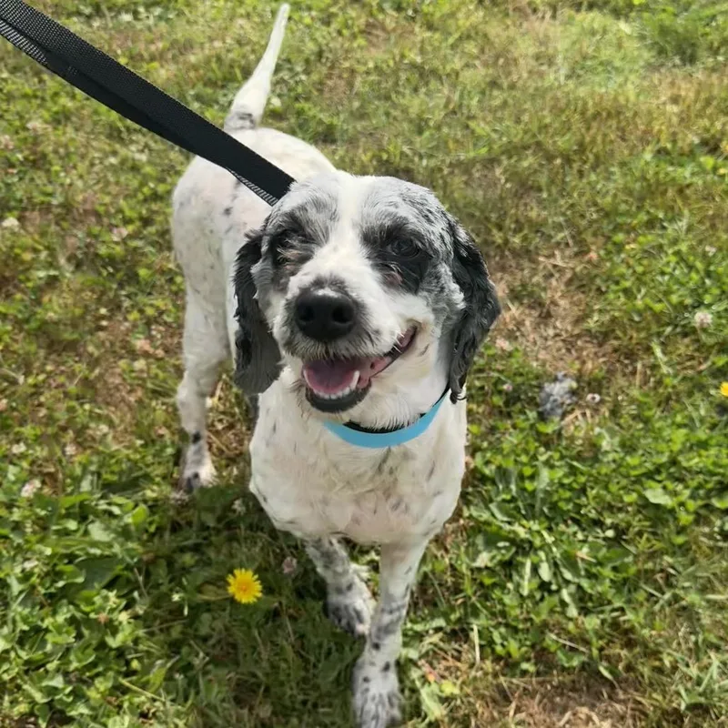A senior small-sized female White / Cream Mixed Breed dog named Miracle for adoption in Hendersonville, NC
