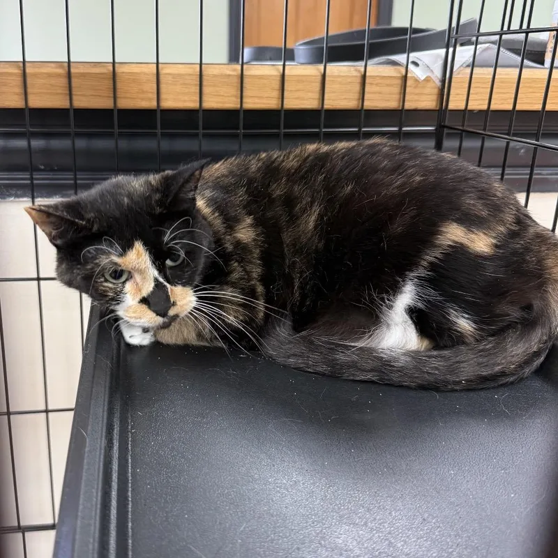 An adult small-sized female Calico Domestic Short Hair cat named Toffee for adoption in Chillicothe, IL