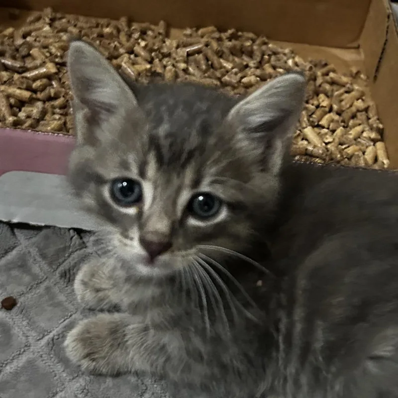 A baby small-sized male Black Domestic Short Hair cat named Yarrick for adoption in Leander, TX