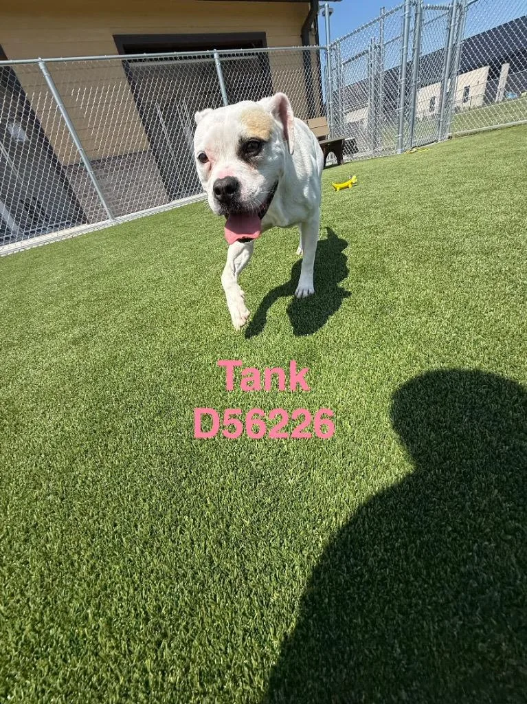 A young medium-sized male Mixed Breed dog named Tank for adoption in Clarksville, TN