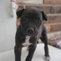 A baby small-sized male Black Mixed Breed dog named Croissant for adoption in Bellingham, WA