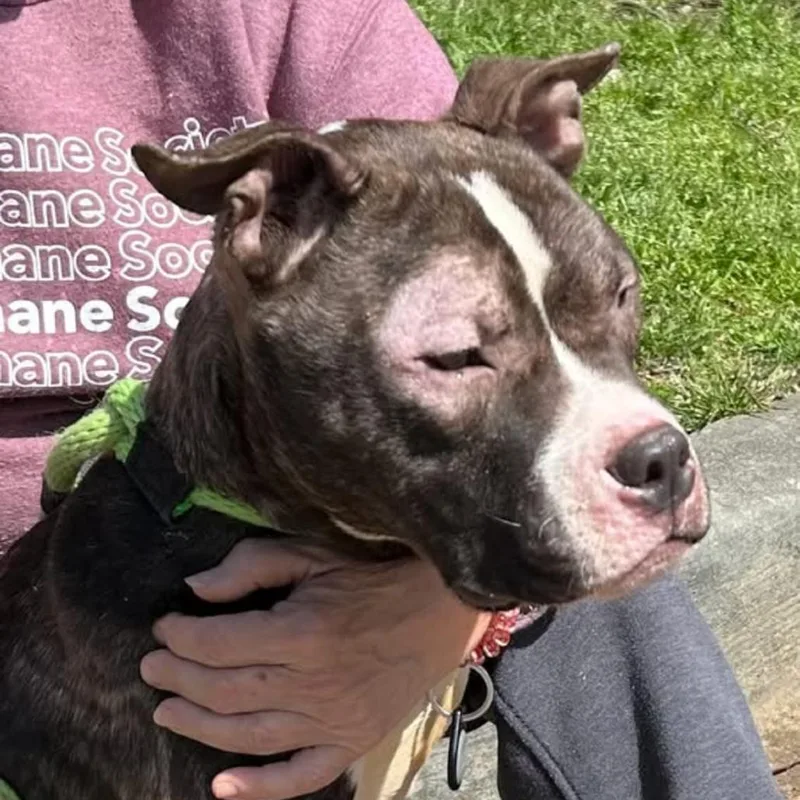 An adult medium-sized male Brown / Chocolate Mixed Breed dog named Dosido for adoption in Columbus, GA