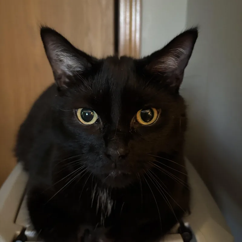 A young medium-sized male Black Domestic Short Hair cat named Walt Disney for adoption in Melrose, MA
