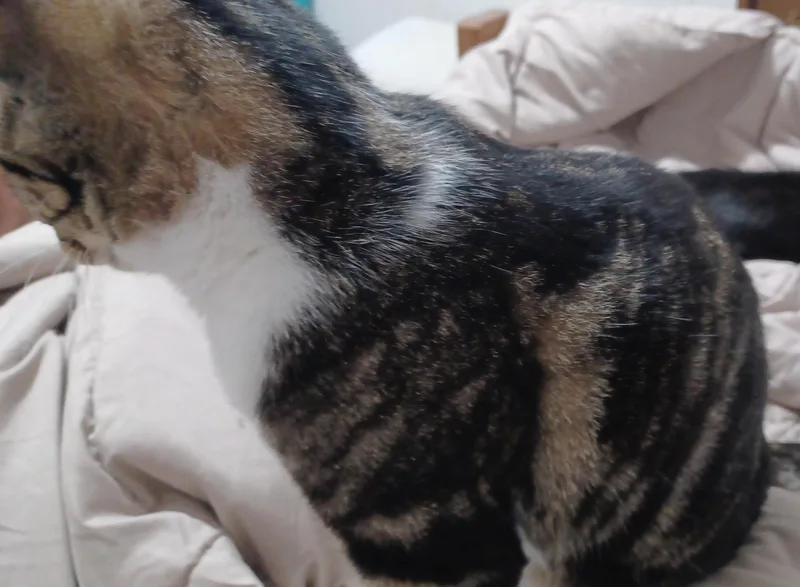 A young medium-sized female Domestic Short Hair cat named Dottie for adoption in Morgantown, WV
