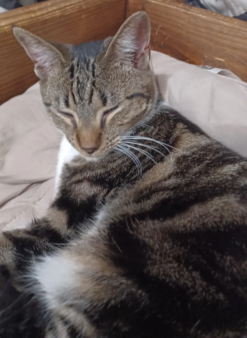 Dottie thumbnail 2