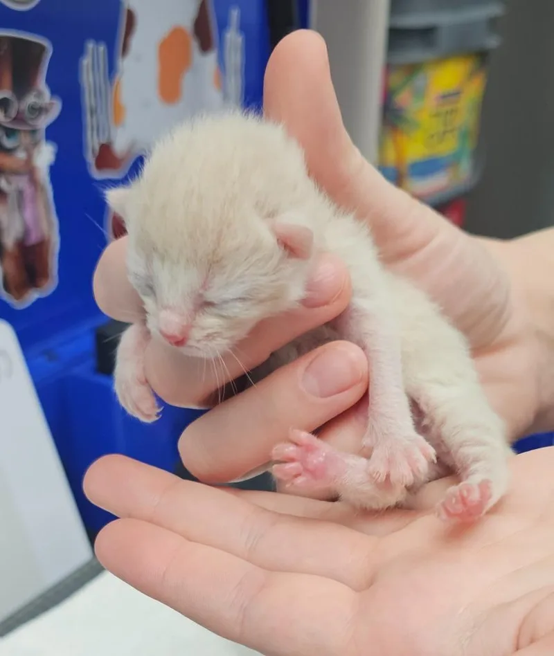 A baby small-sized male Domestic Short Hair cat named Issac for adoption in Washington Court House, OH