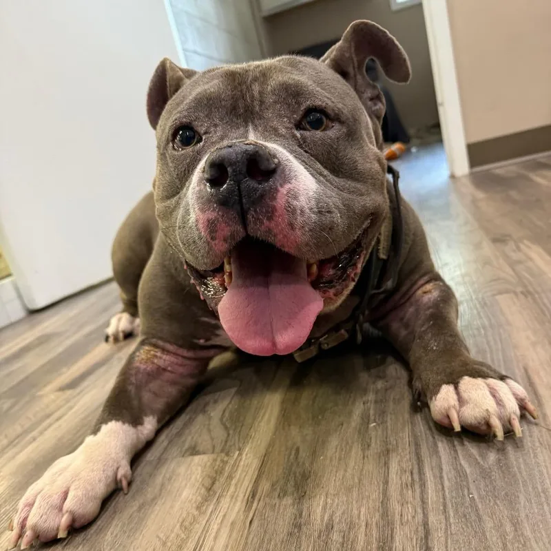 An adult large-sized male Gray / Blue / Silver American Bulldog dog named Crash for adoption in Muncie, IN