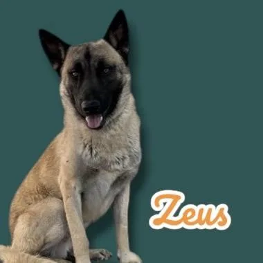 Zeus