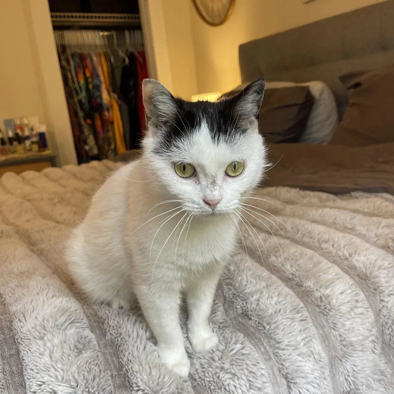 A young medium-sized female White Domestic Short Hair cat named Espresso Martini for adoption in Scranton, PA