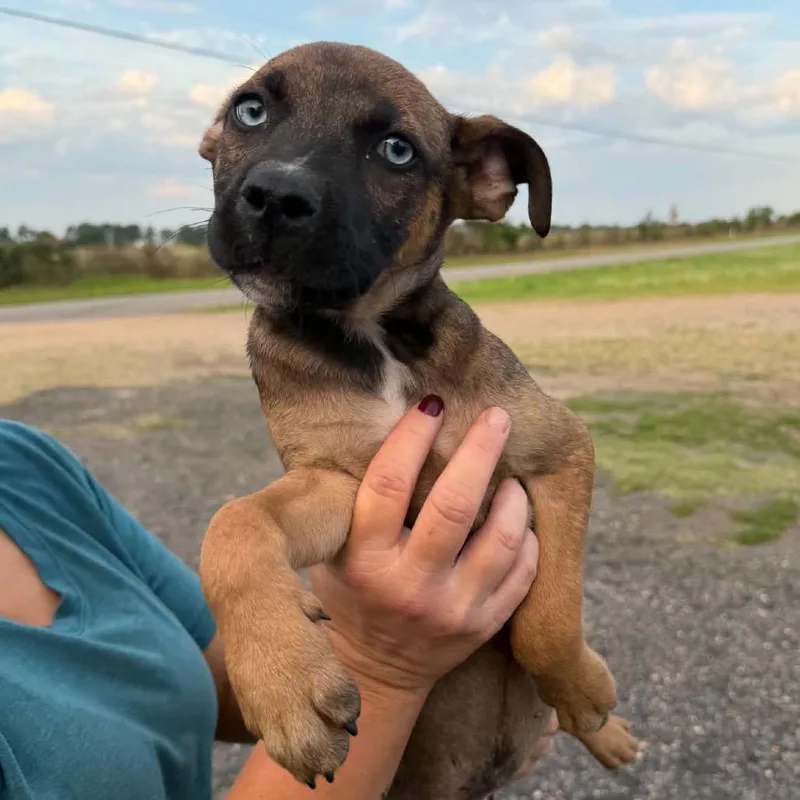 A baby small-sized male Yellow / Tan / Blond / Fawn Mixed Breed dog named Nimbo for adoption in Buffalo, MN