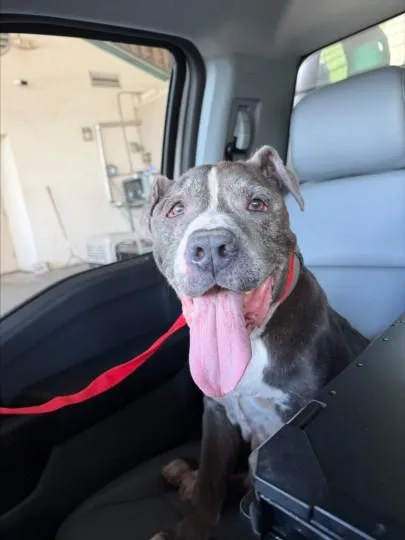 A senior large-sized male Pit Bull Terrier dog named Bark Antony for adoption in Texas City, TX
