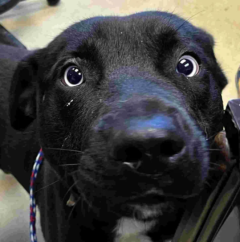 An adult medium-sized male Black Husky dog named Bark Twain for adoption in New Castle, IN