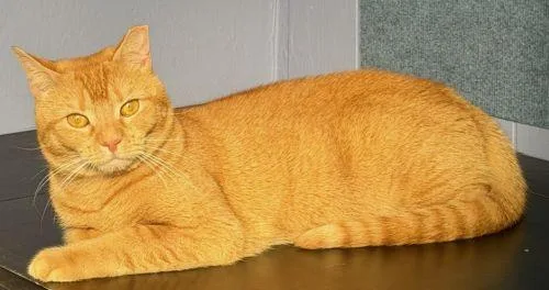 An adult medium-sized female Orange / Red Tabby cat named Amber for adoption in Lenhartsville, PA