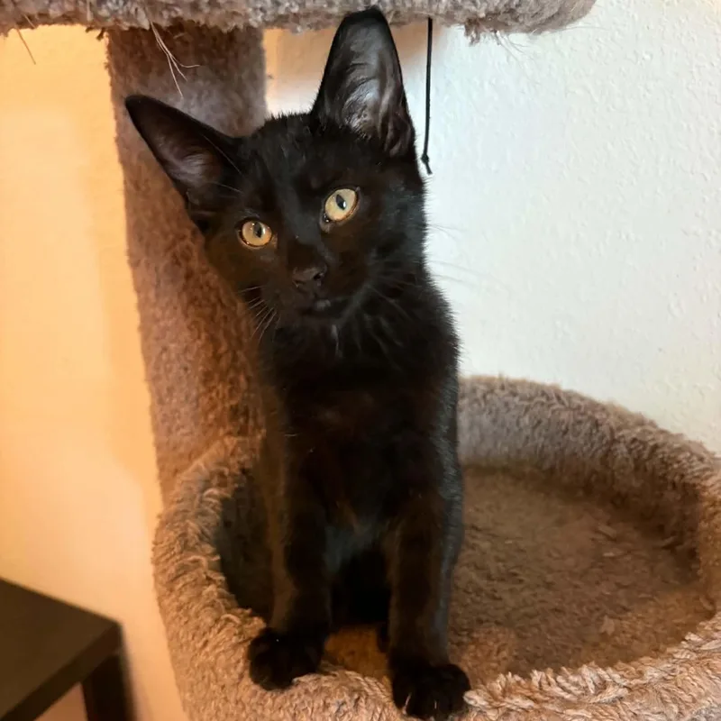 A baby small-sized male Black Domestic Short Hair cat named Ronald for adoption in Sedalia, MO