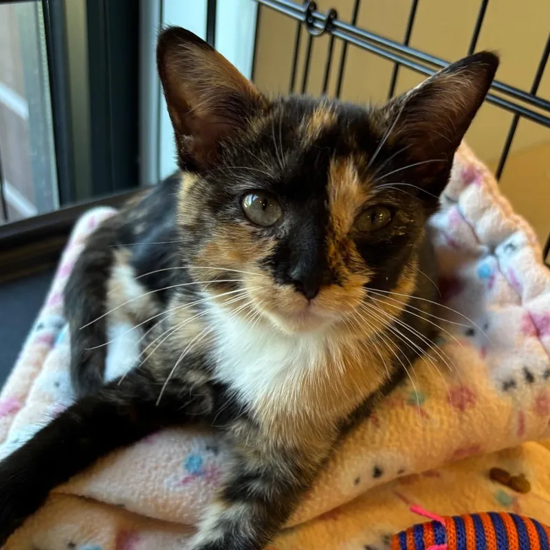 A baby small-sized female Tortoiseshell Domestic Short Hair cat named Sammy Bonded with for adoption in Naperville, IL